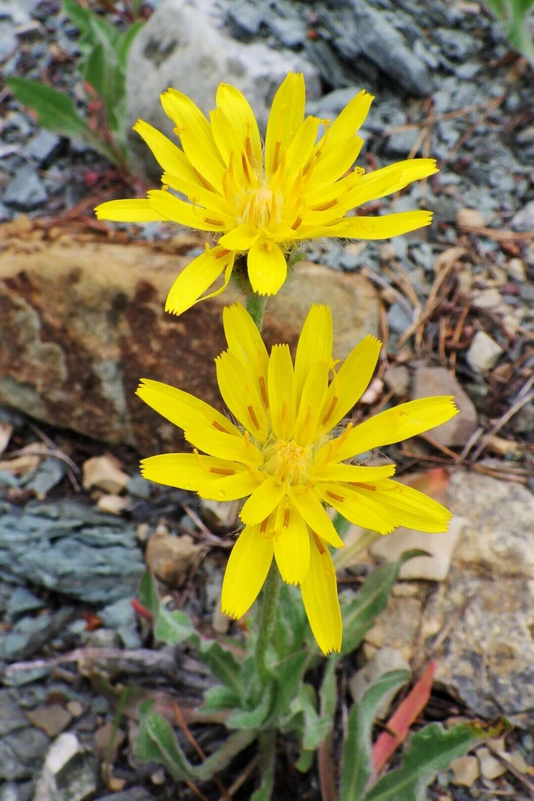 Agoseris glauca var. dasycephala (Torr. & A. Gray) Jepson resmi