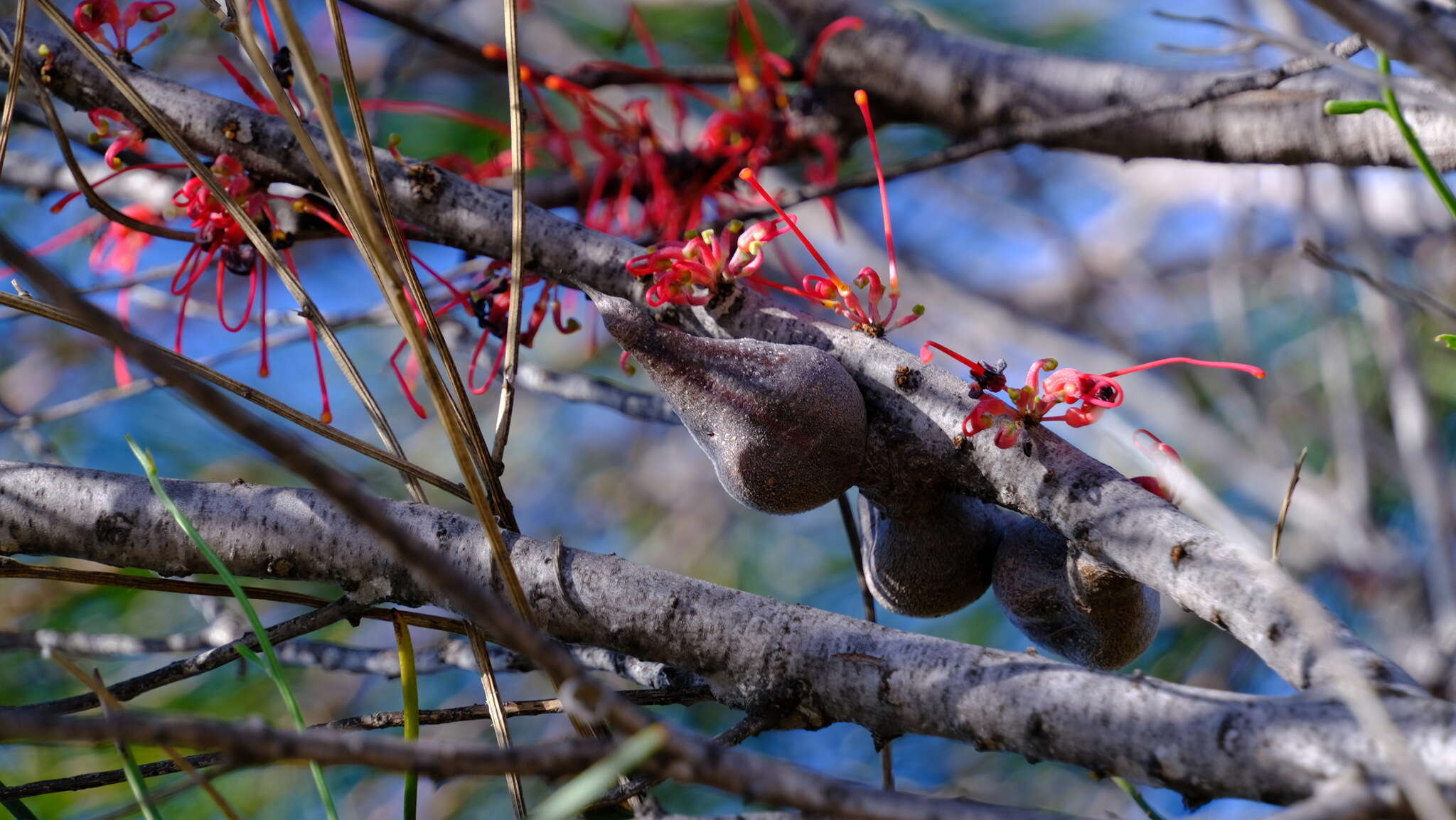 Image de Hakea orthorrhyncha F. Müll.