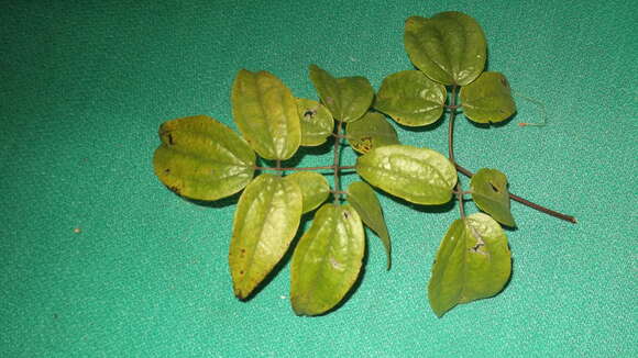 Image of Gourian Clematis