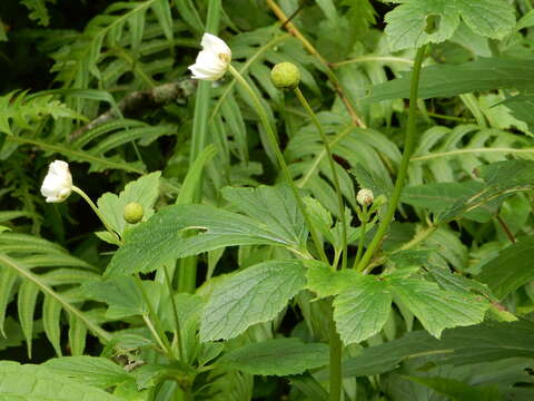 Image of Eriocapitella vitifolia (Buch.-Ham. ex DC.) Nakai