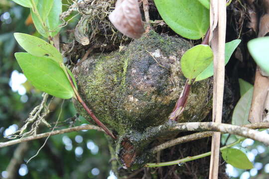 Image de Macleania insignis Mart. & Gal.