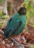 Image of Hooded Pitta