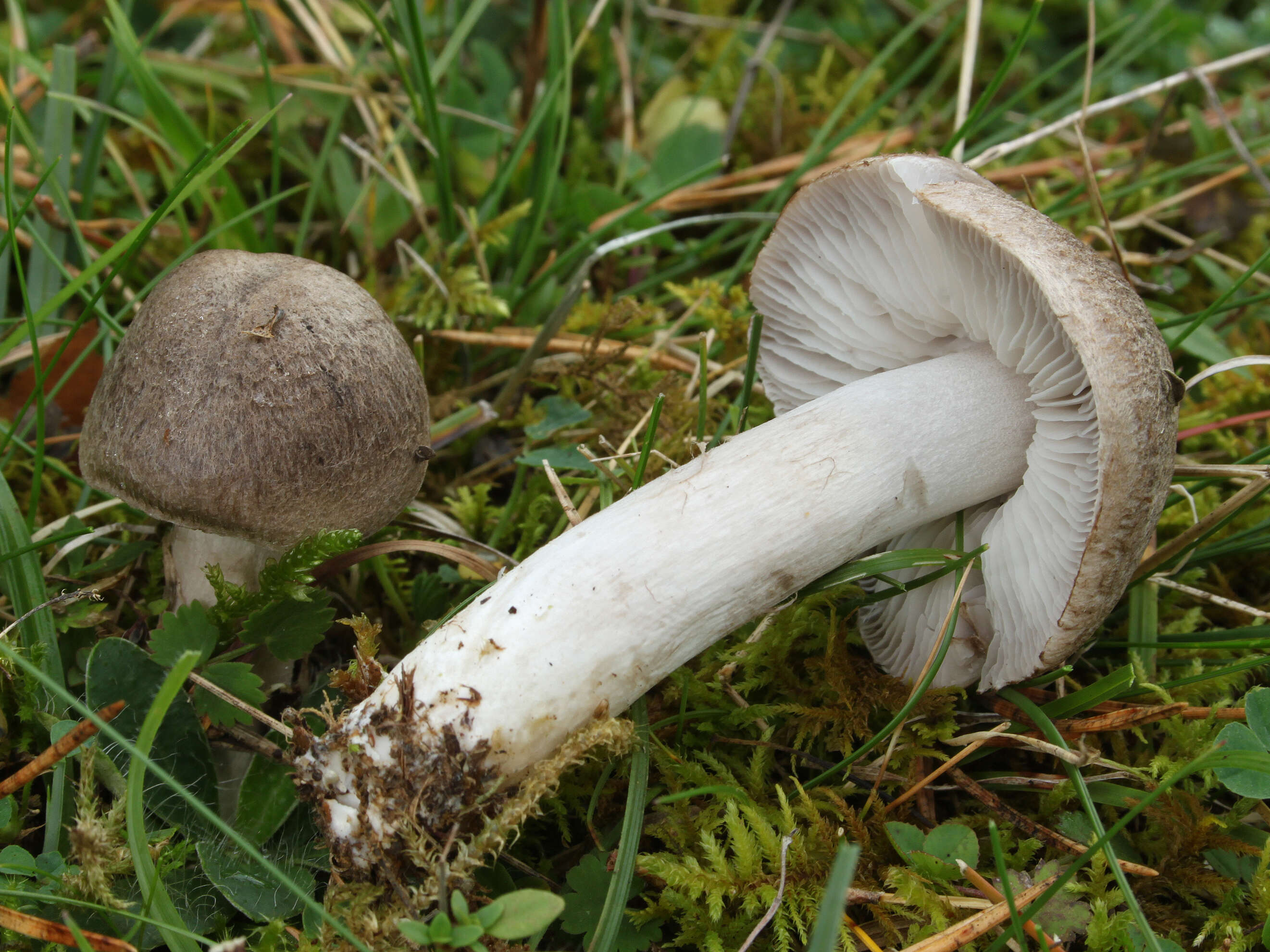 Image of Grey Agaric