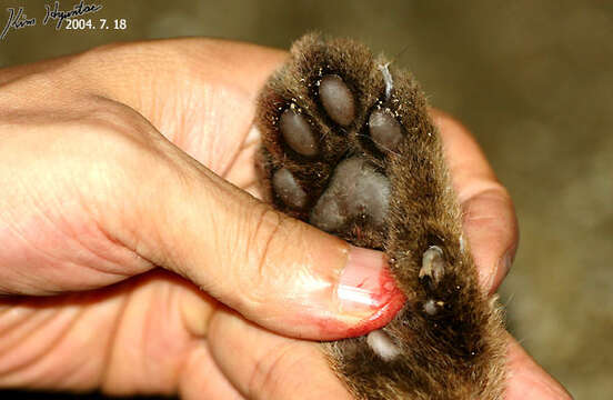 Image of Iriomote Cat