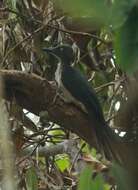 Image of Ashy Woodpecker