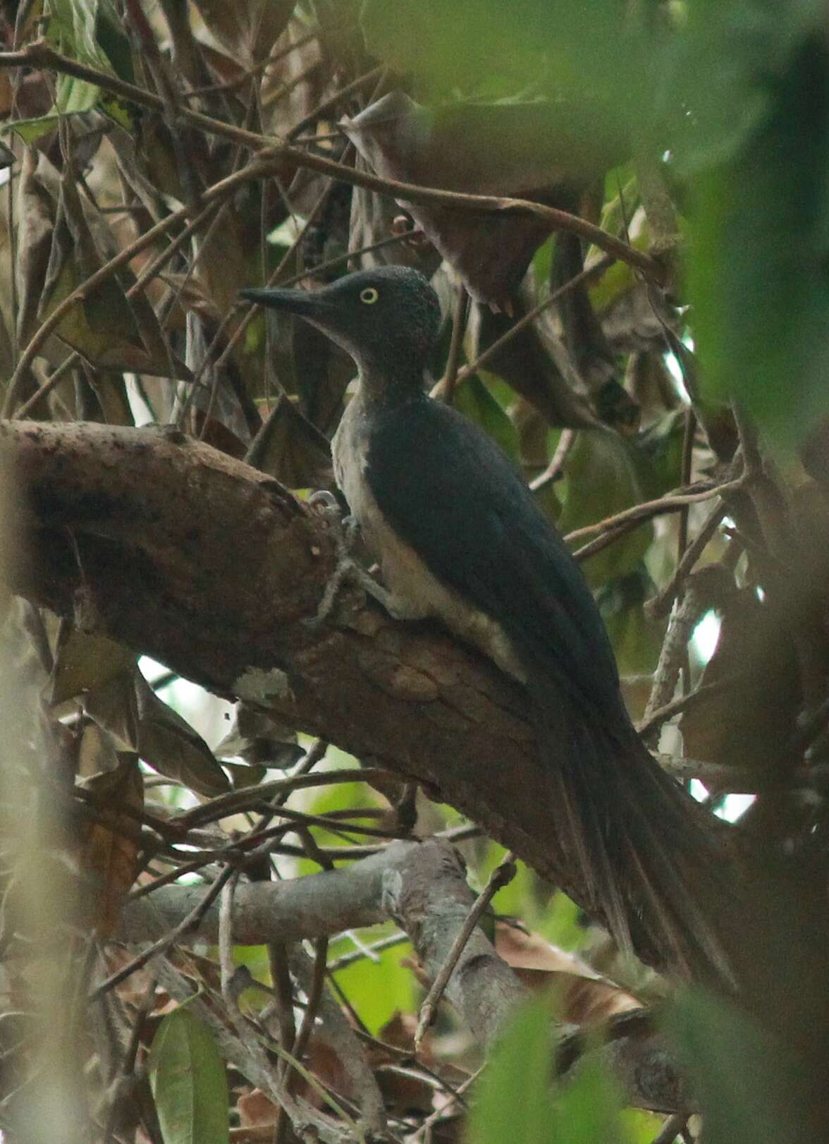 Image of Ashy Woodpecker