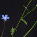 صورة Wahlenbergia tumidifructa P. J. Sm.