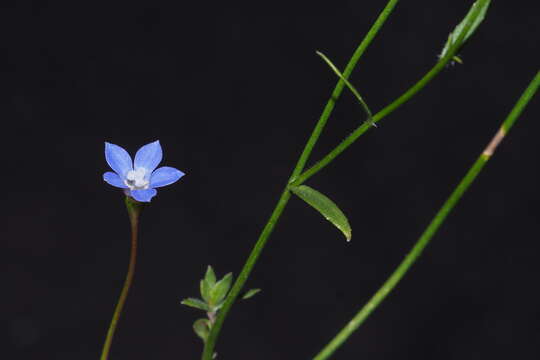 Image of Wahlenbergia tumidifructa P. J. Sm.