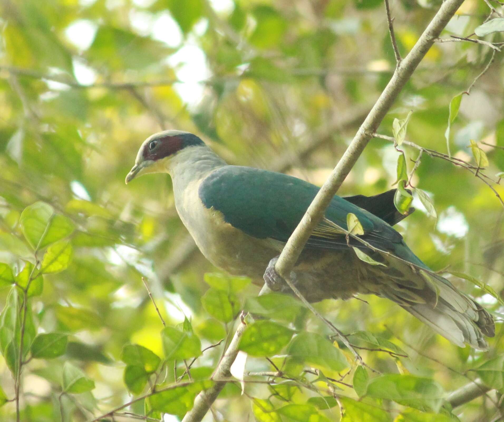Image of red-eared fruit dove