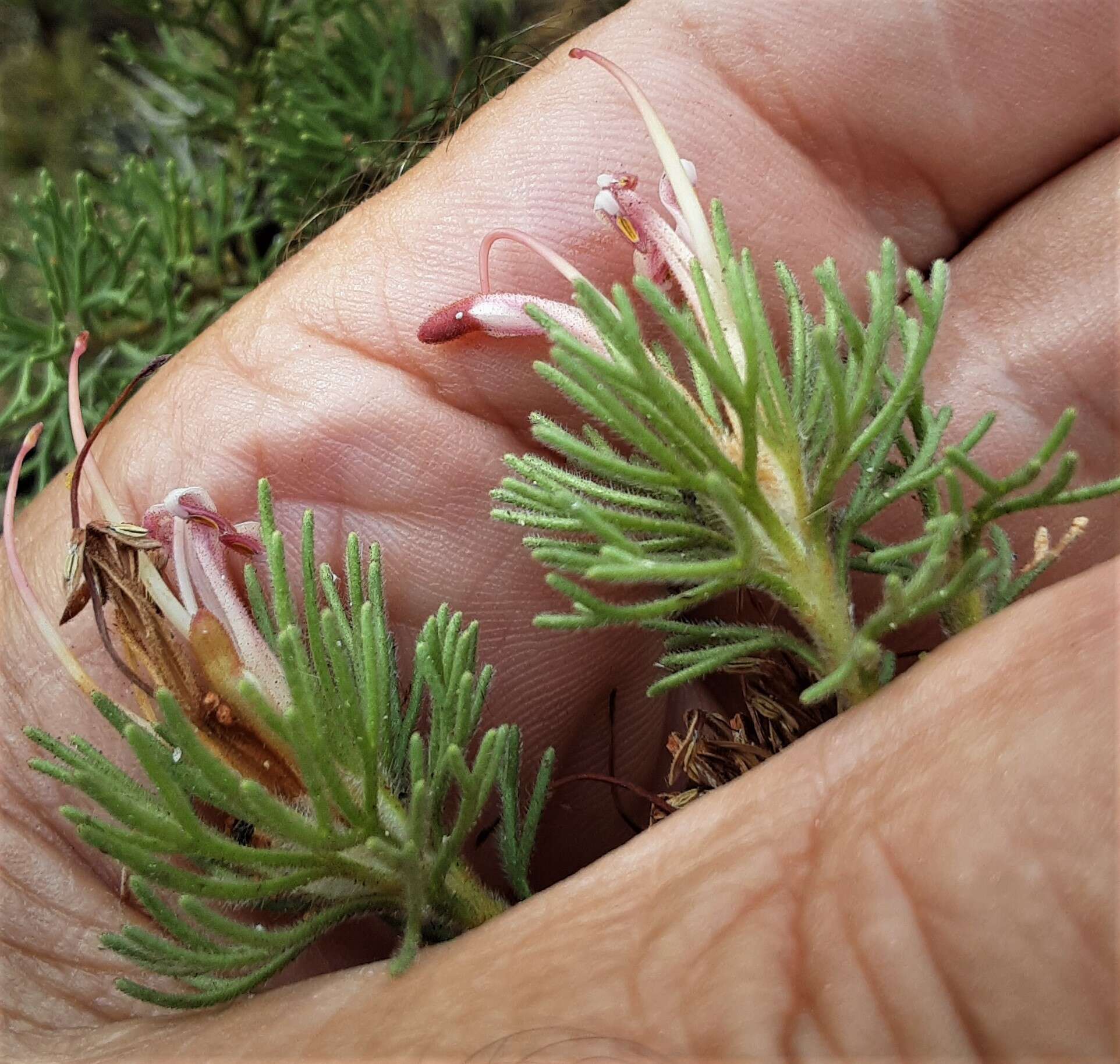 Image of Adenanthos meisneri Lehm.