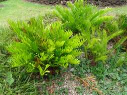 Image of Florida arrowroot