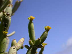 Слика од Euphorbia aphylla Brouss. ex Willd.