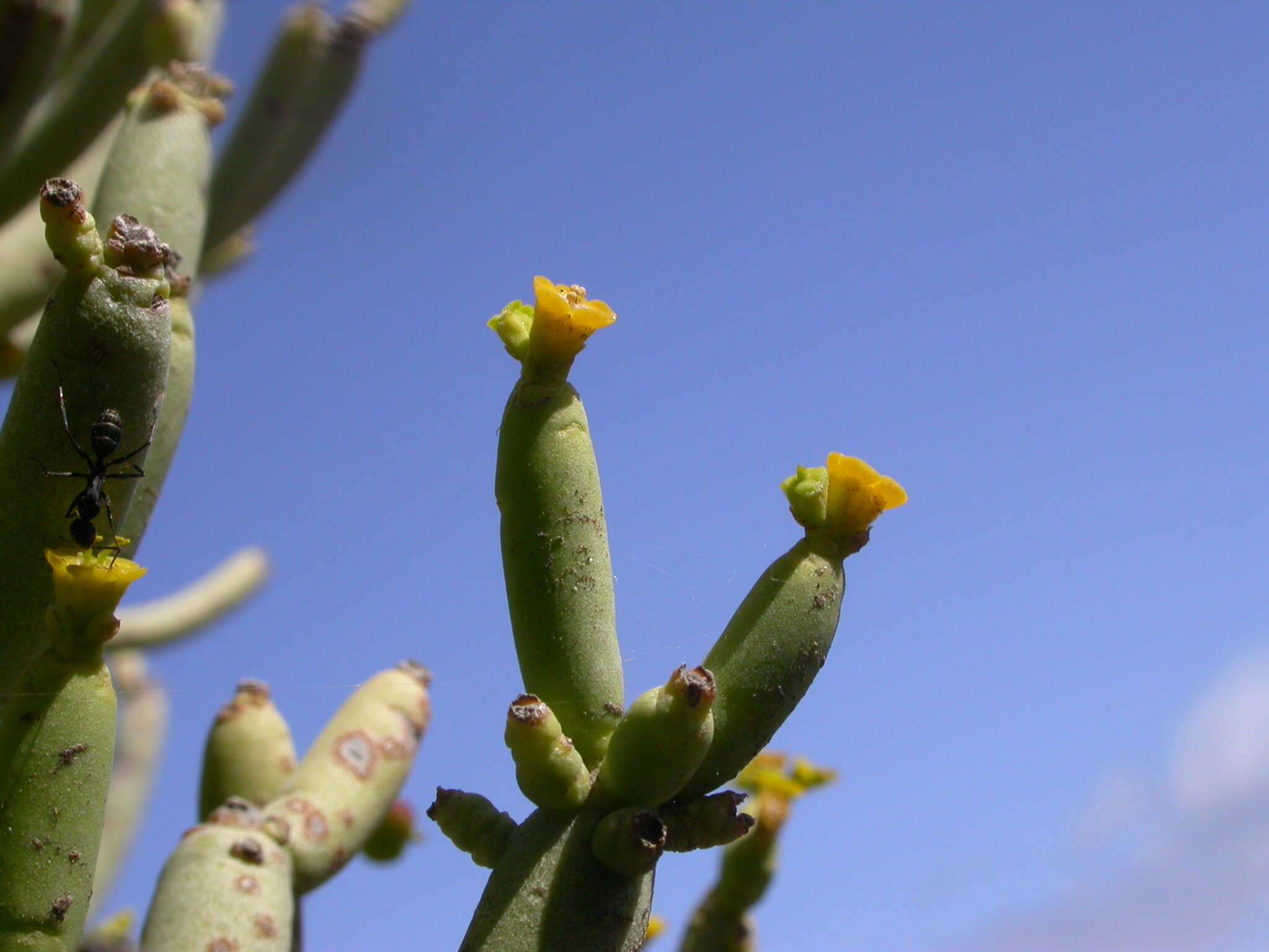 Euphorbia aphylla Brouss. ex Willd. resmi