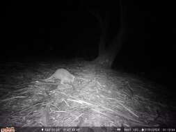 Image of Eastern Bettong