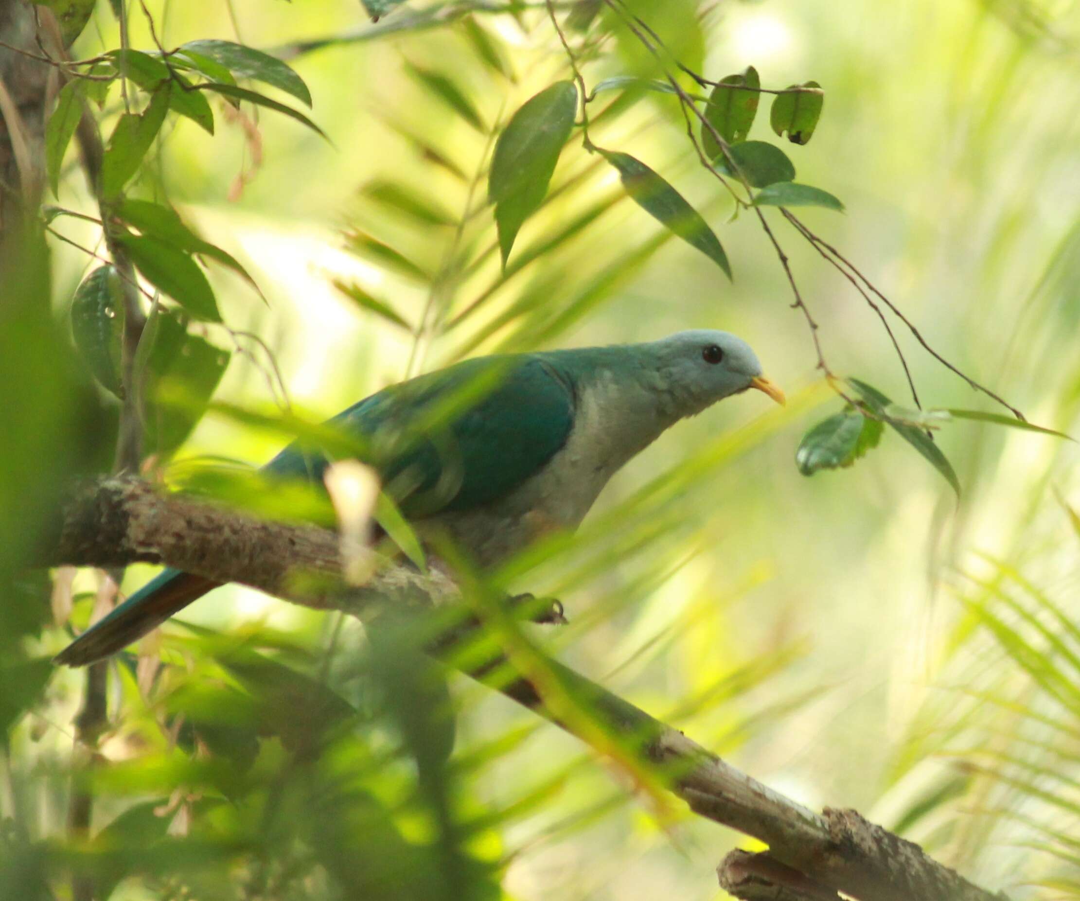 Image of Banggai Fruit Dove