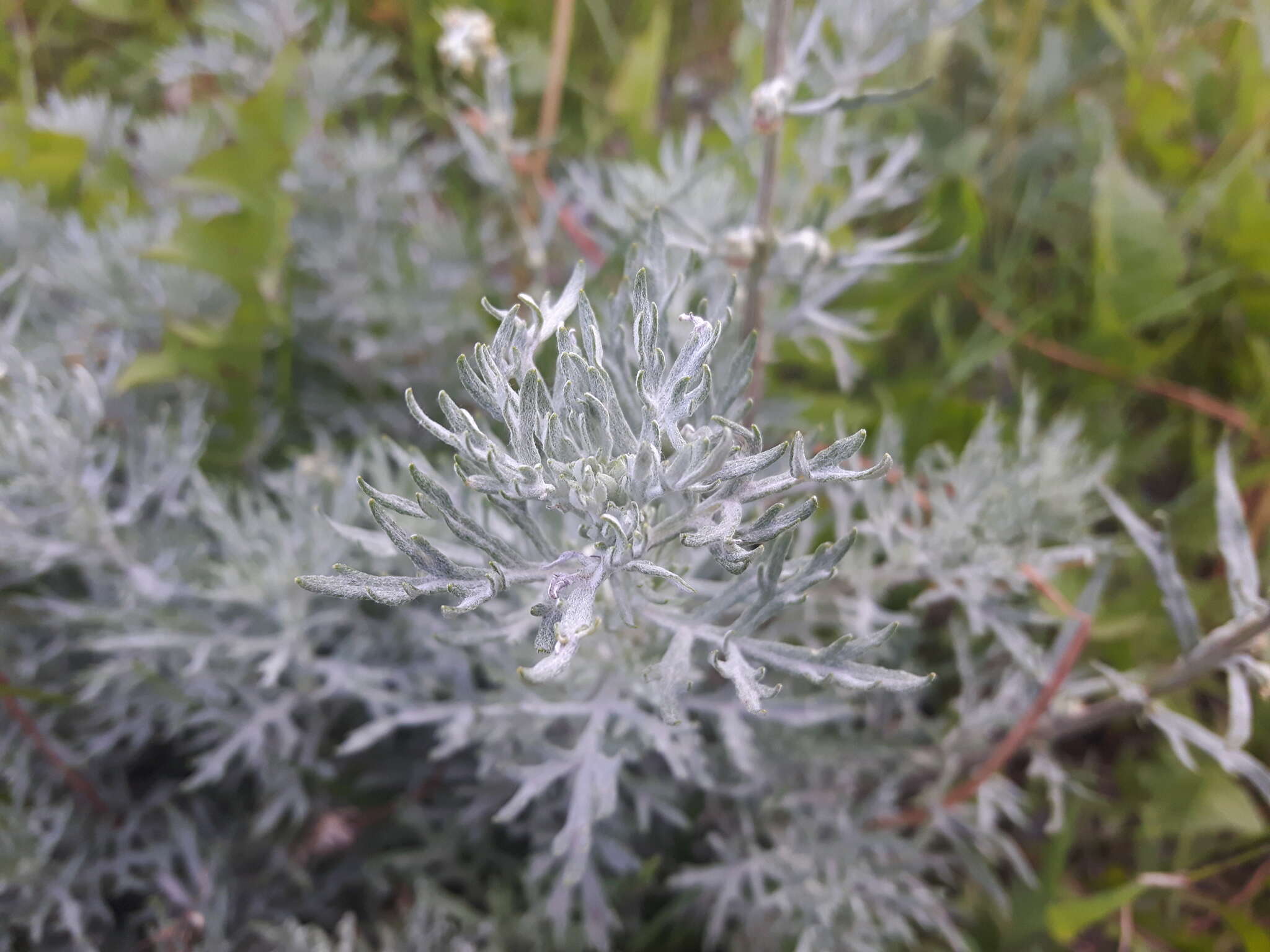 Image of Michaux's wormwood