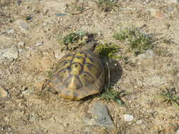 Image of Hermann's Tortoise