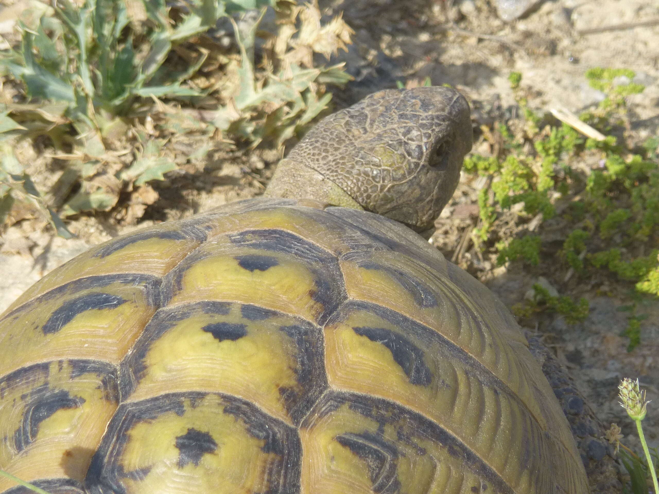 Image of Hermann's Tortoise