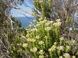 Image of Strandveld Blombush