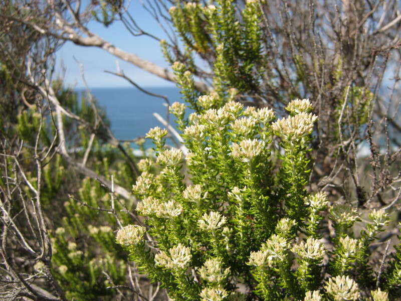 Image of Strandveld Blombush
