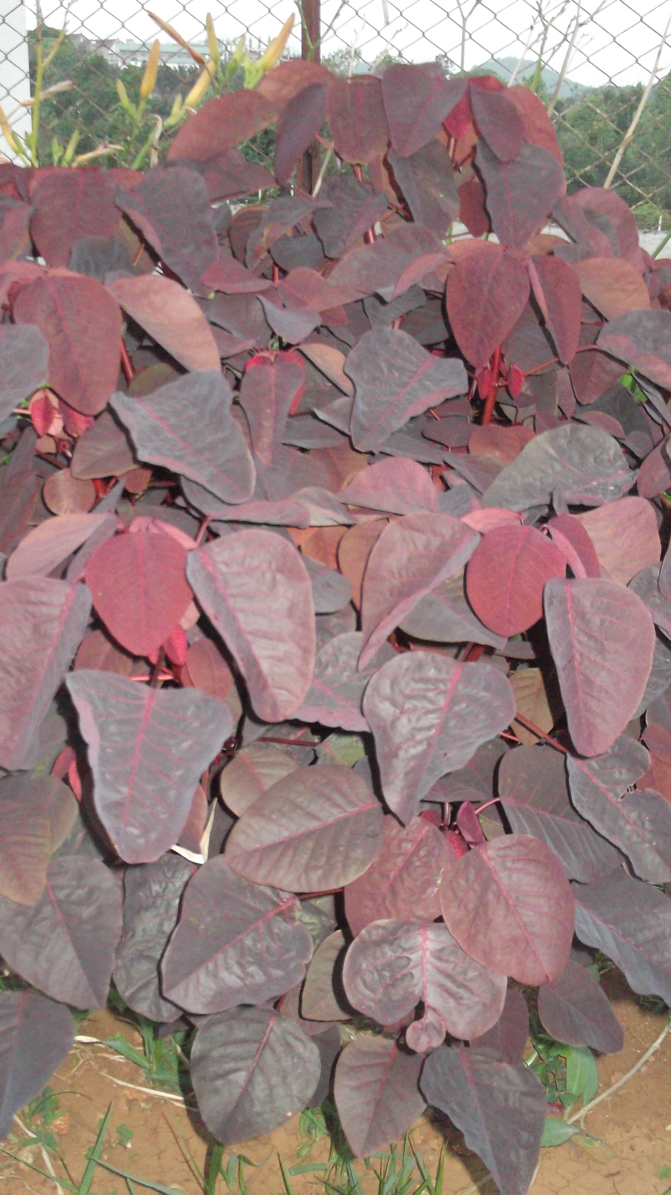 Image of Mexican shrubby spurge