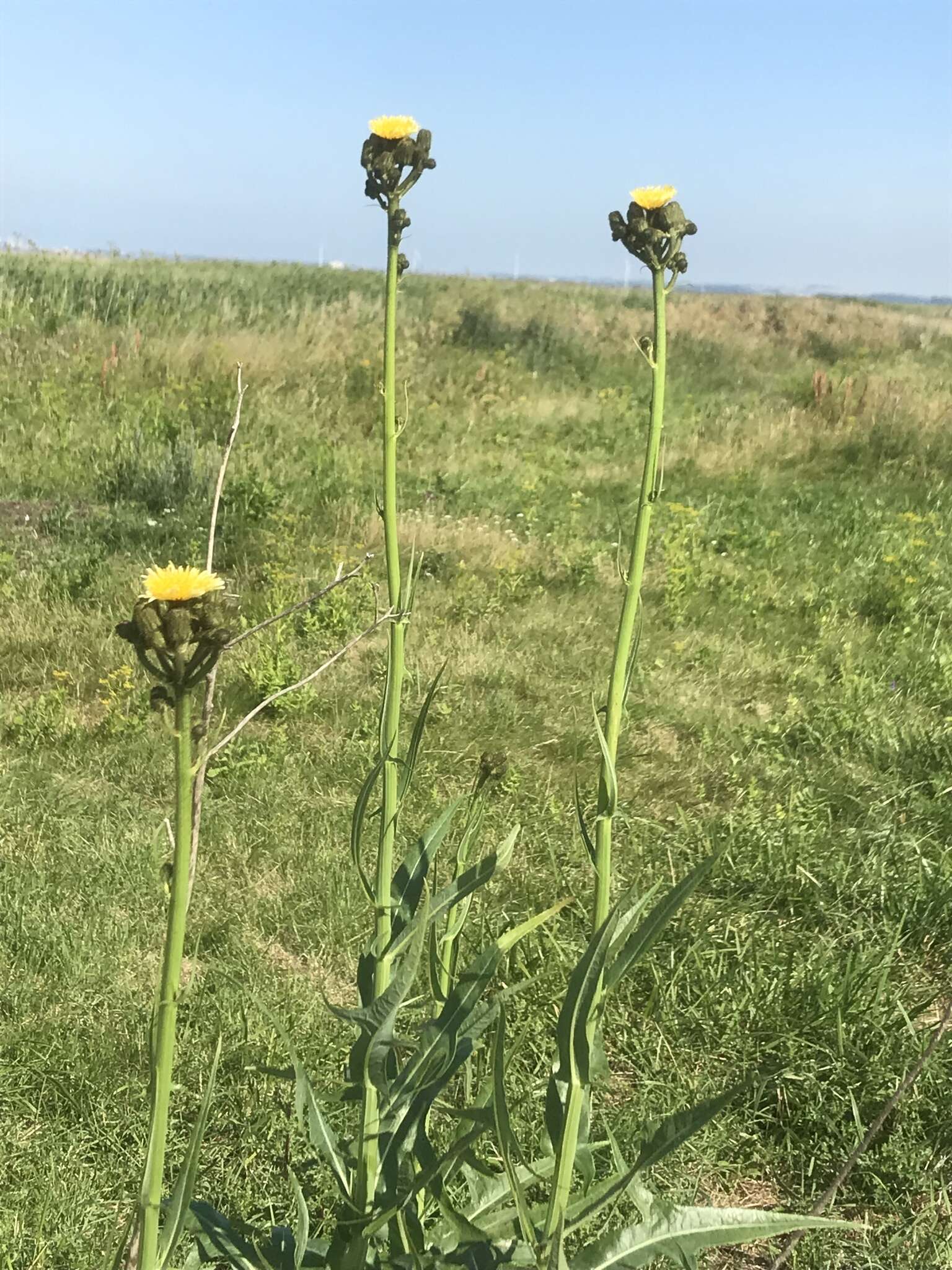 Image of marsh sow-thistle