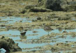 Image of Wood Sandpiper