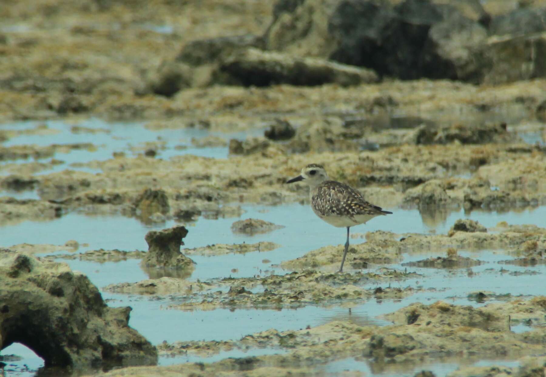 Image of Wood Sandpiper