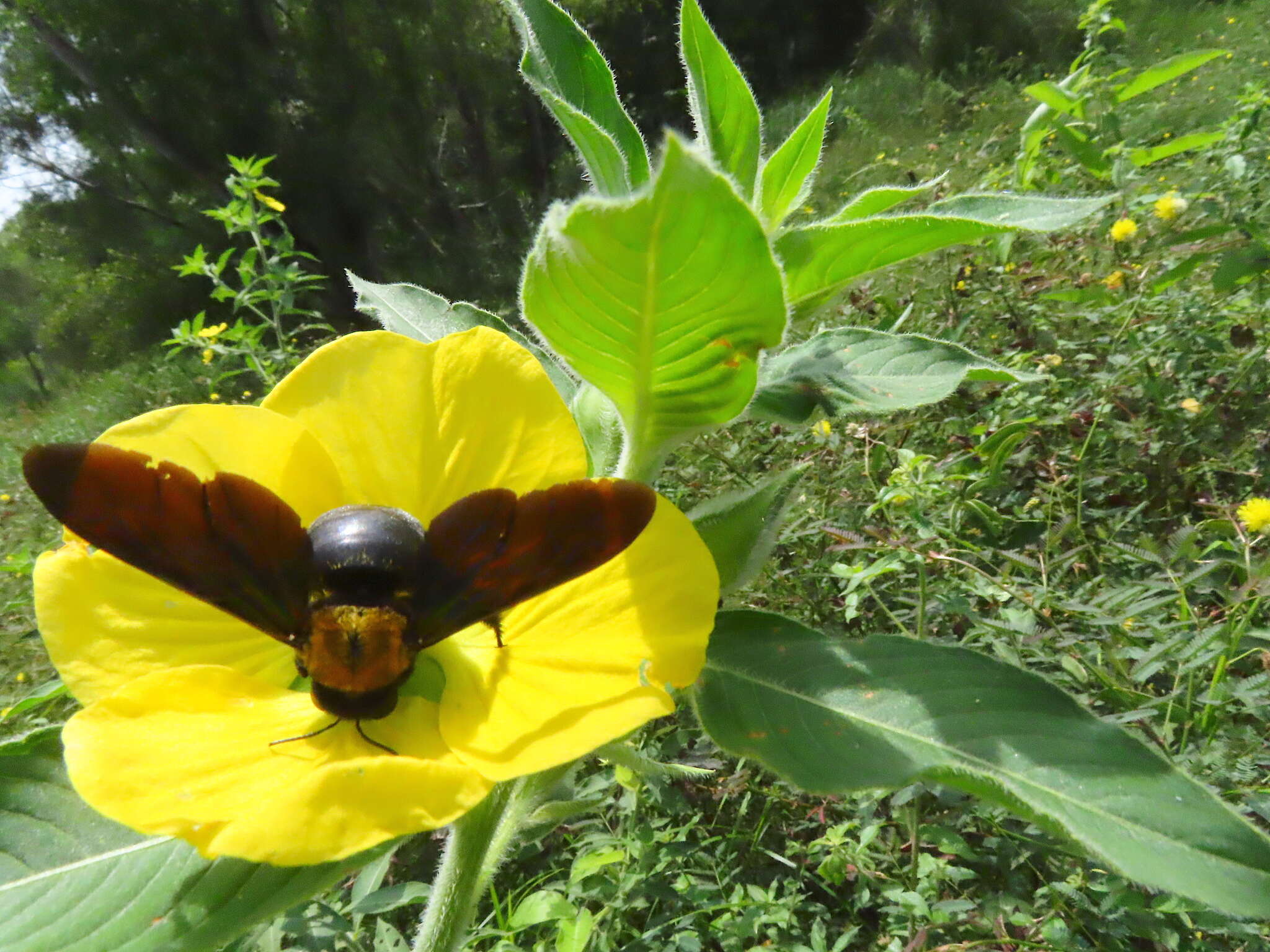 Imagem de Xylocopa flavonigrescens Smith 1854