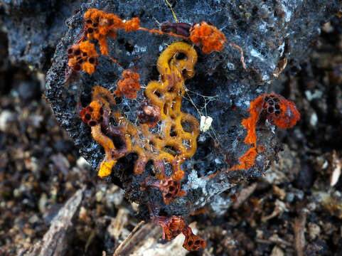 Image of Pretzel slime mold