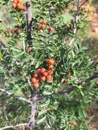 Zanthoxylum capense (Thunb.) Harv. resmi