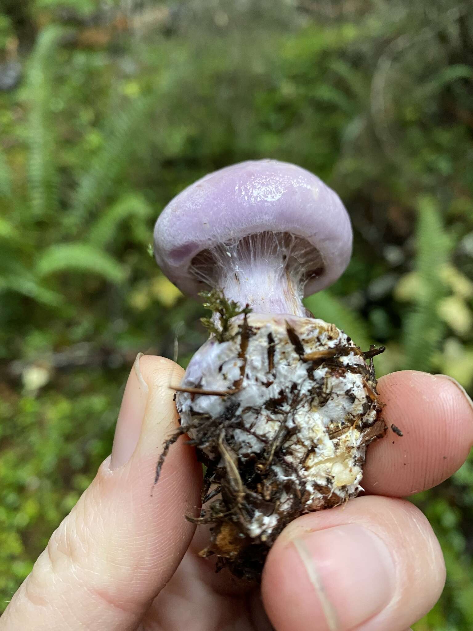 Imagem de Cortinarius olympianus A. H. Sm. 1939