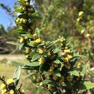 Image of Baccharis elaeoides Remy