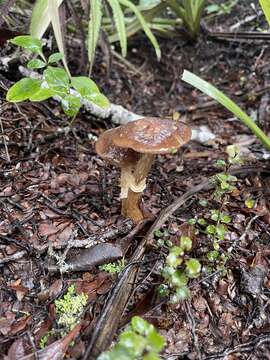 Image of Cortinarius majestaticus (E. Horak) T. P. Anderson & Orlovich 2016