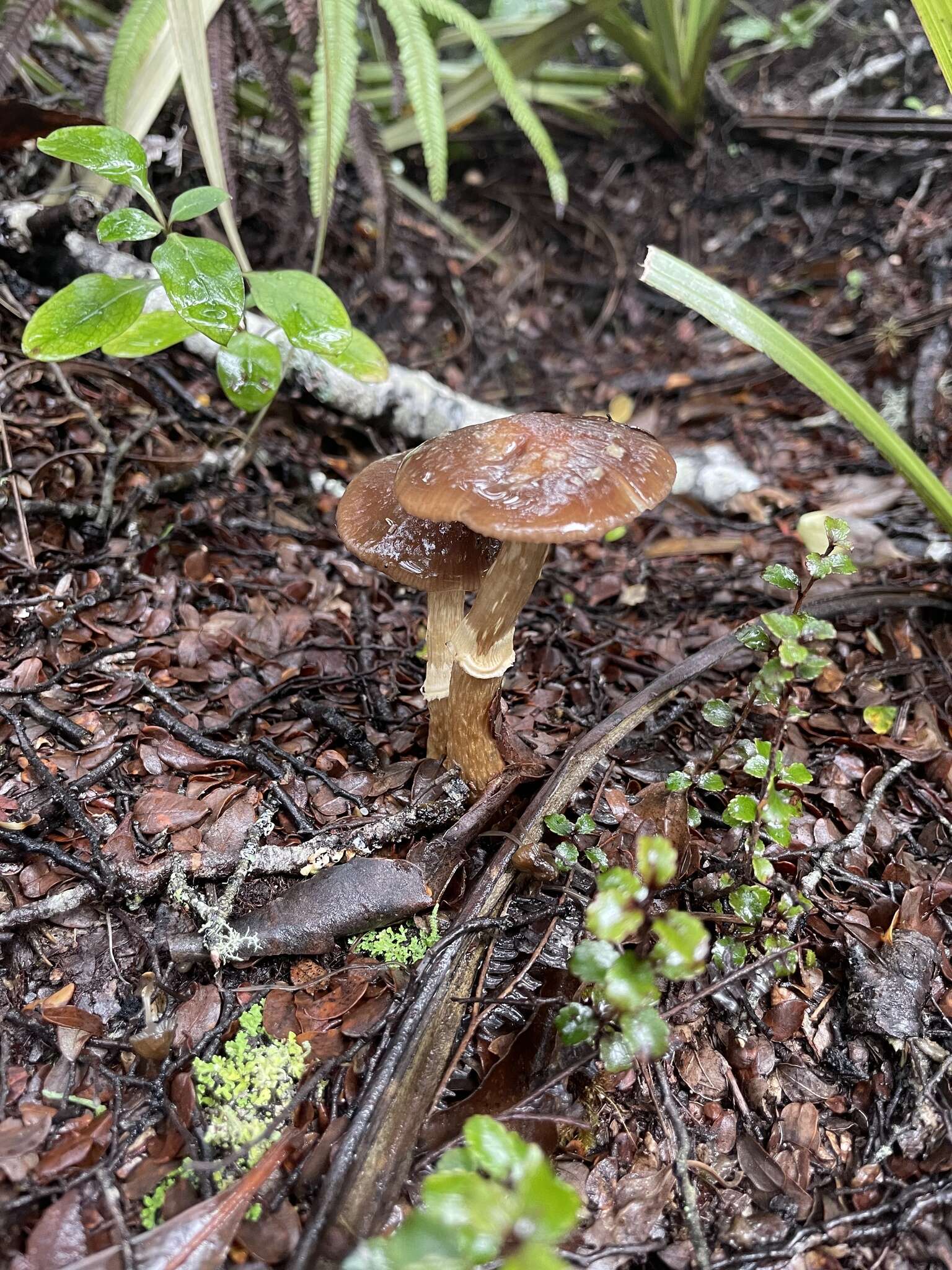 Sivun Cortinarius majestaticus (E. Horak) T. P. Anderson & Orlovich 2016 kuva