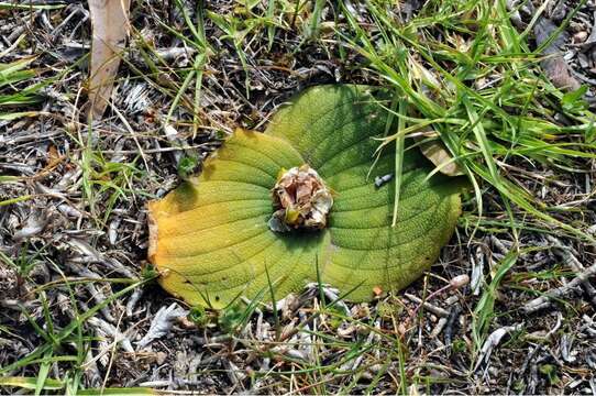 Image of Pimple Hedgehog Lily