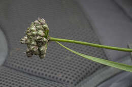 Image of Allium strictum Schrad.