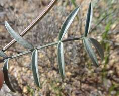 Imagem de Astragalus arizonicus A. Gray