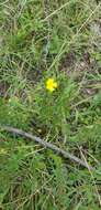 Image of Hibbertia empetrifolia subsp. empetrifolia