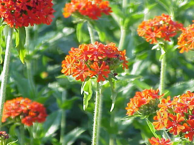 Слика од Silene chalcedonica (L.) E. H. L. Krause