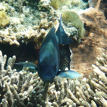 Image of New Zealand bluefish