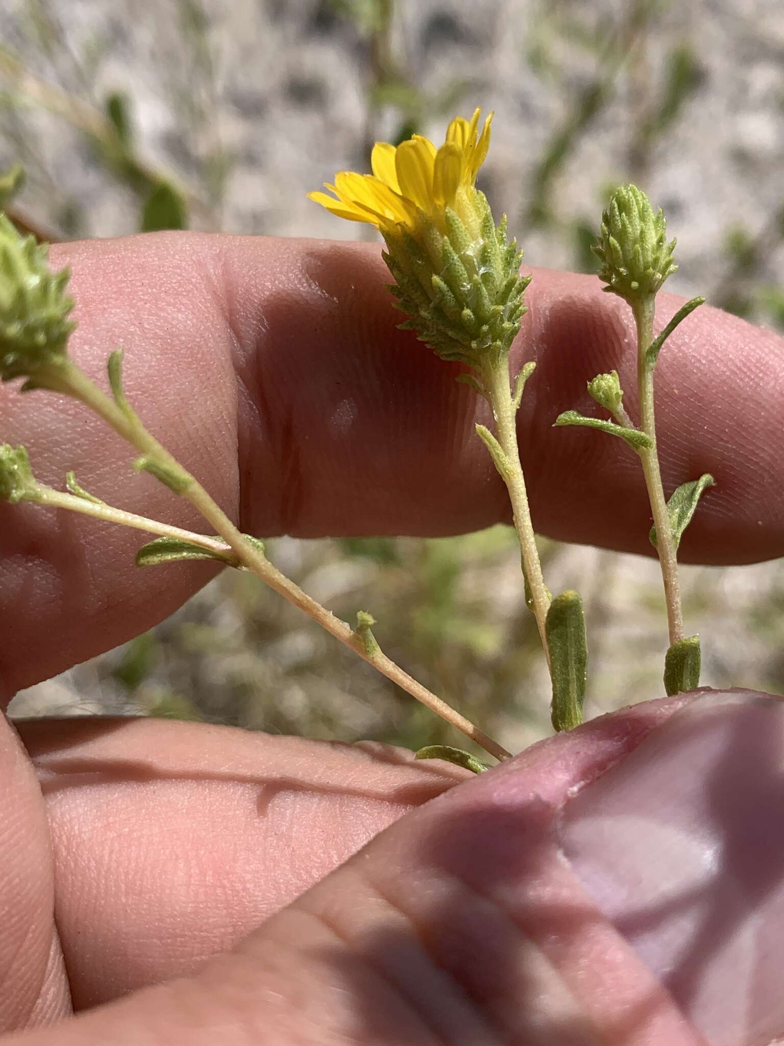 Image of Ash Meadows Gumweed