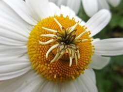 Image of false mayweed