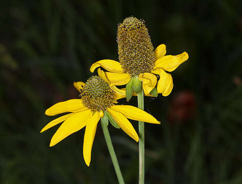 Image of Klamath Coneflower