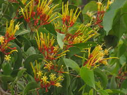 Imagem de Psittacanthus cucullaris (Lam.) G. Don