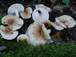 Image of Hygrophorus tennesseensis A. H. Sm. & Hesler 1939