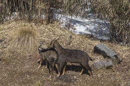 Image of Himalayan Goral