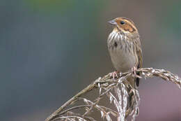 Image de Bruant nain