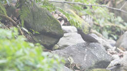 Image of Long-billed Thrush