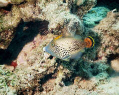 Image of Fantail filefish